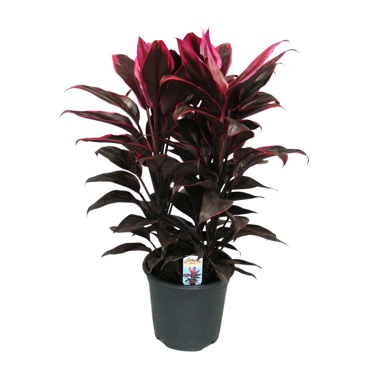 Cordyline Mambo - Ø19cm - ↕55cm - Green Guardia - Ihr Experte für Schädlinge und Pflanzen