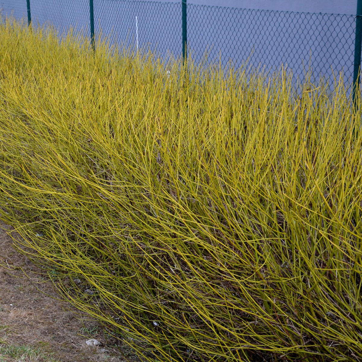 Cornus alba ‘Flaviramea’ – 1 Pflanze, grüne Zweige, Topf 17 cm, 45 cm Höhe - Green Guardia - Ihr Experte für Schädlinge und Pflanzen