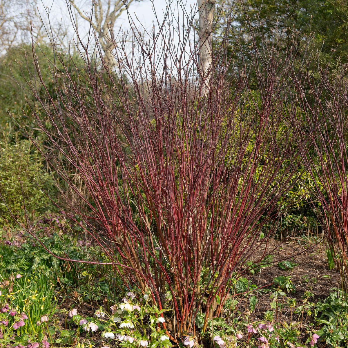 Cornus alba ‘Kesselringii’ – Zierhartriegel mit dunklen Zweigen, 45 cm hoch - Green Guardia - Ihr Experte für Schädlinge und Pflanzen