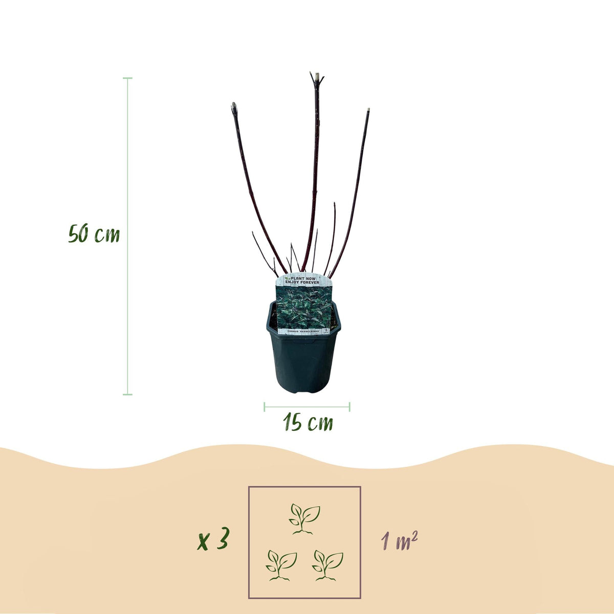 Cornus alba ‘Kesselringii’ – Zierhartriegel mit dunklen Zweigen, 45 cm hoch - Green Guardia - Ihr Experte für Schädlinge und Pflanzen