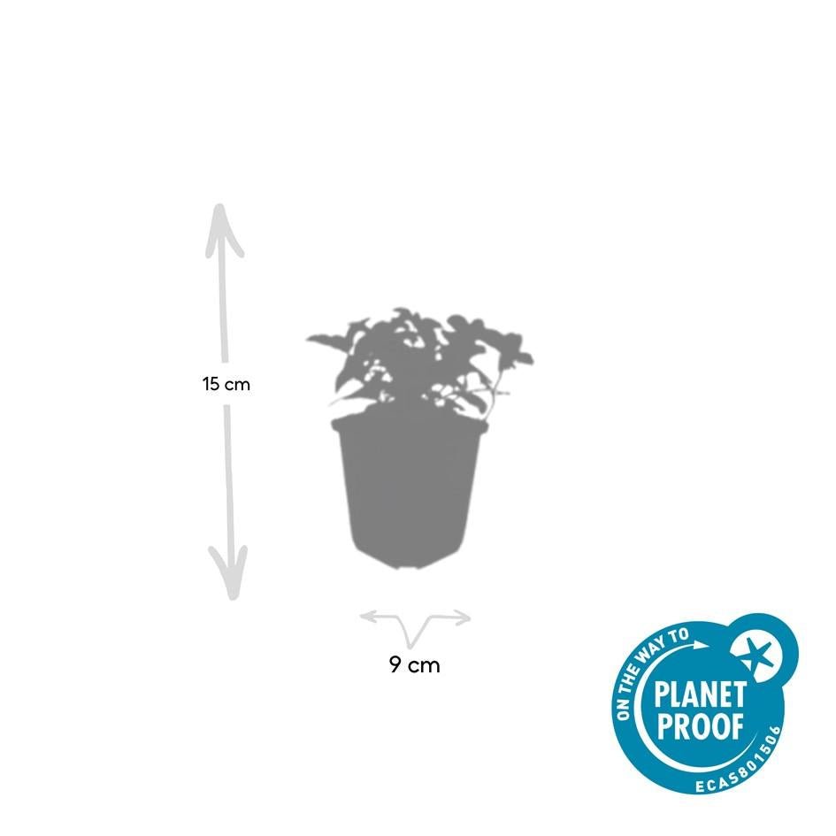 Cornus canadensis – Bodendeckender Hartriegel, 9 cm Topf, 10–25 cm - Green Guardia - Ihr Experte für Schädlinge und Pflanzen