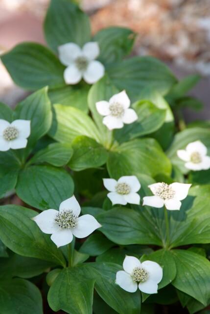 Cornus canadensis – Bodendeckender Hartriegel, 9 cm Topf, 10–25 cm - Green Guardia - Ihr Experte für Schädlinge und Pflanzen