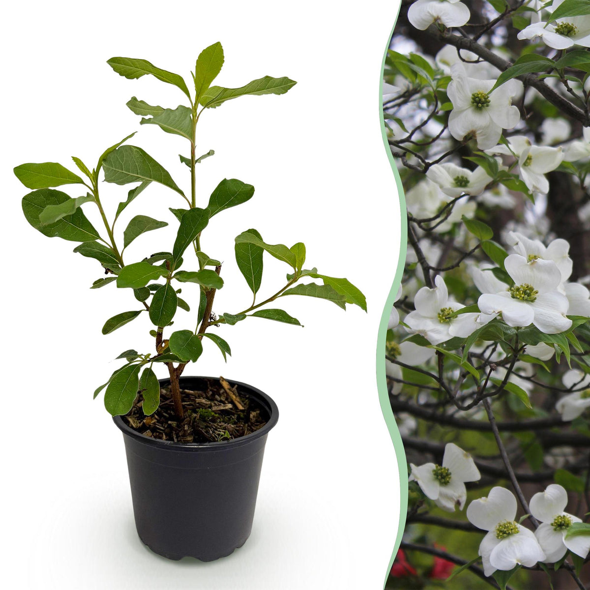 Cornus florida – laubabwerfend & pflegeleicht – weiß - rosa Blüte – 12 cm Topf, ca. 35 cm hoch - Green Guardia - Ihr Experte für Schädlinge und Pflanzen