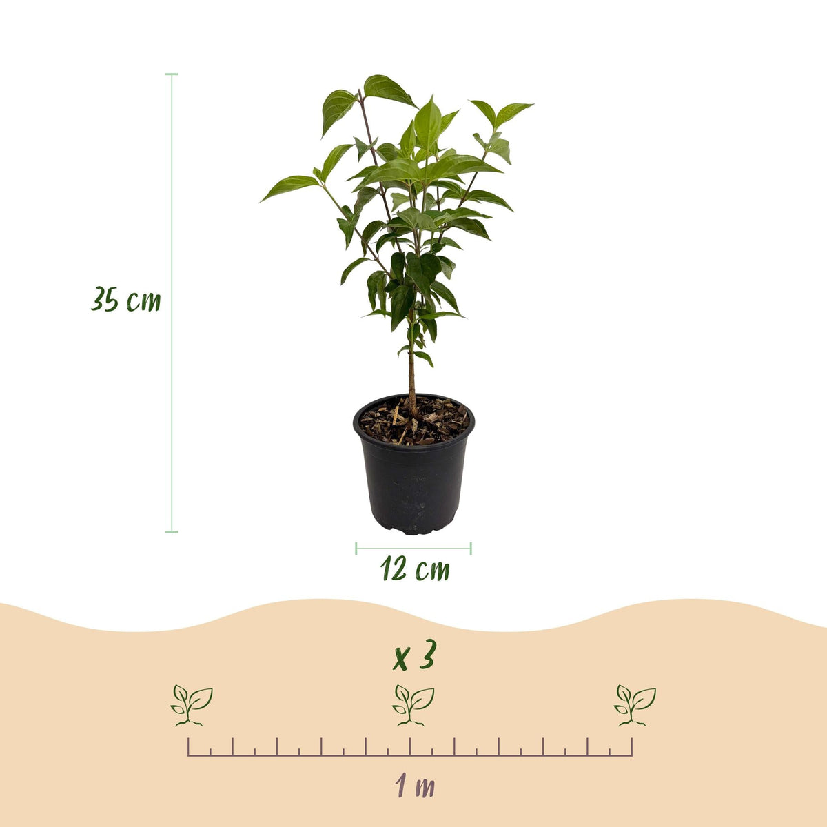 Cornus kousa chinensis – laubabwerfend & pflegeleicht – weiße Blüte – 12 cm Topf, ca. 35 cm hoch - Green Guardia - Ihr Experte für Schädlinge und Pflanzen