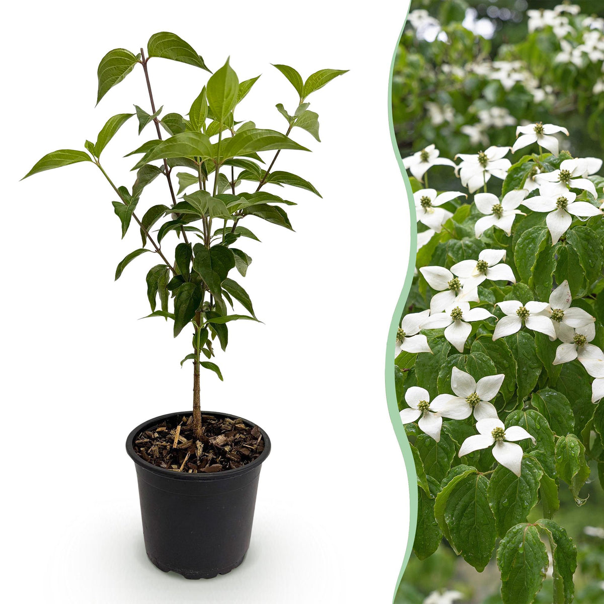 Cornus kousa chinensis – laubabwerfend & pflegeleicht – weiße Blüte – 12 cm Topf, ca. 35 cm hoch - Green Guardia - Ihr Experte für Schädlinge und Pflanzen