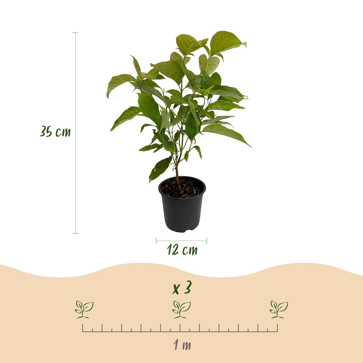 Cornus mas – laubabwerfend & pflegeleicht – gelbe Blüte – 12 cm Topf, ca. 35 cm hoch - Green Guardia - Ihr Experte für Schädlinge und Pflanzen