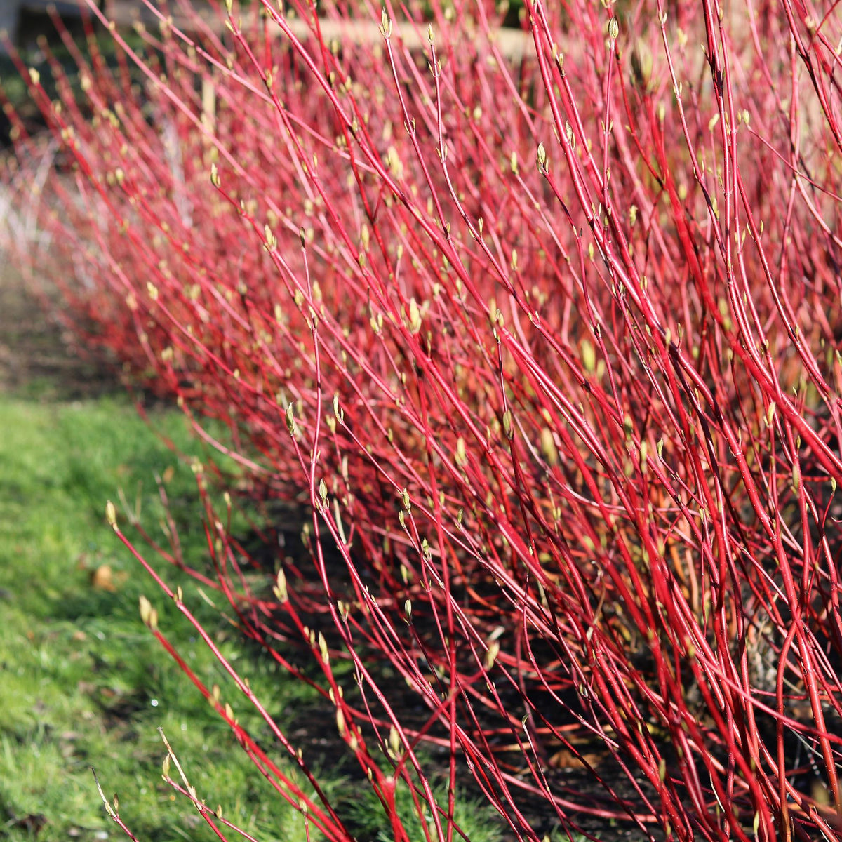 Cornus sibirica – laubabwerfender Zierstrauch, rote Zweige, 17 cm Topf, 45 cm - Green Guardia - Ihr Experte für Schädlinge und Pflanzen
