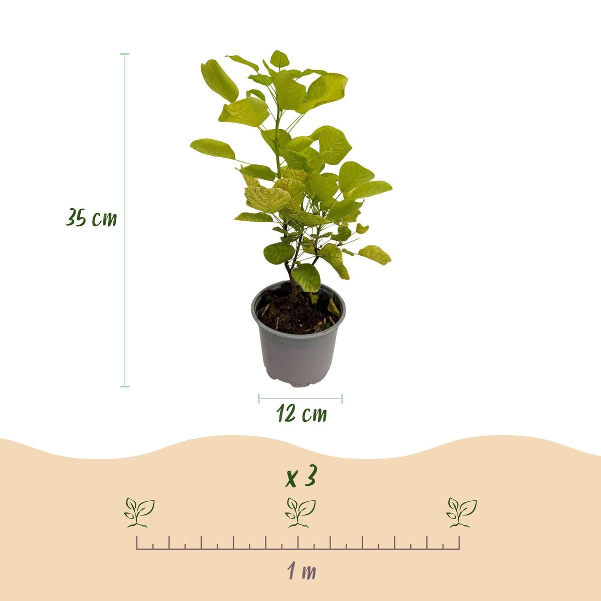 Cotinus coggyria ‘Golden Spirit’ – laubabwerfend & pflegeleicht – gelb – 12 cm Topf, ca. 35 cm hoch - Green Guardia - Ihr Experte für Schädlinge und Pflanzen