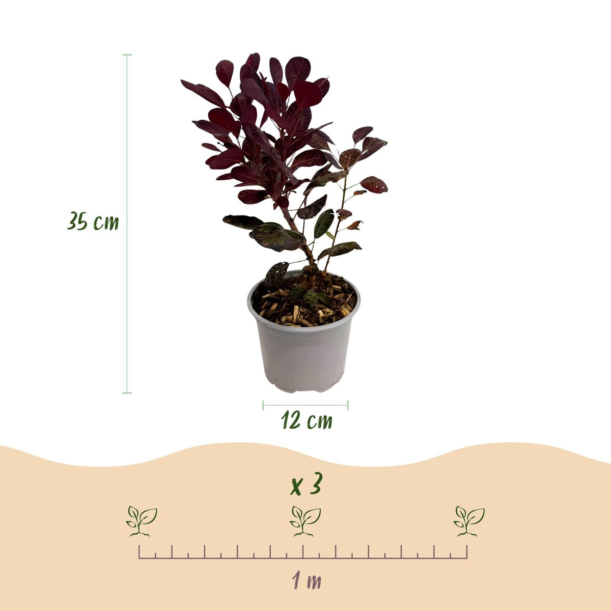 Cotinus coggyria ‚Lilla‘ – laubabwerfend & pflegeleicht – lila Blatt – 12 cm Topf, ca. 35 cm hoch - Green Guardia - Ihr Experte für Schädlinge und Pflanzen