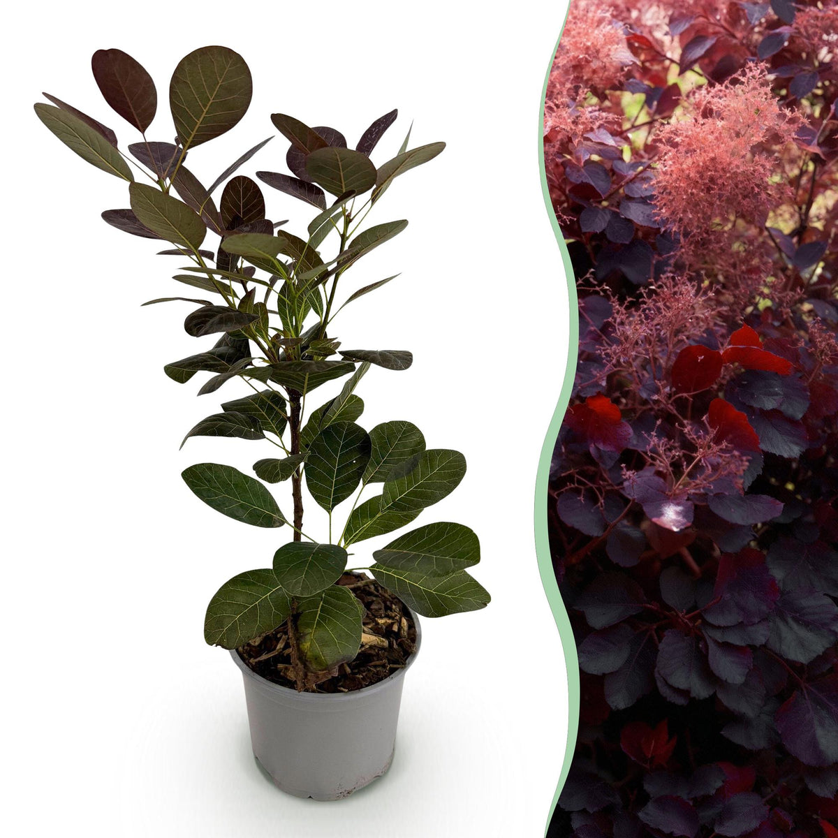 Cotinus coggyria ‚Royal Purple‘ – laubabwerfend & pflegeleicht – lila Blatt – 12 cm Topf, ca. 35 cm hoch - Green Guardia - Ihr Experte für Schädlinge und Pflanzen