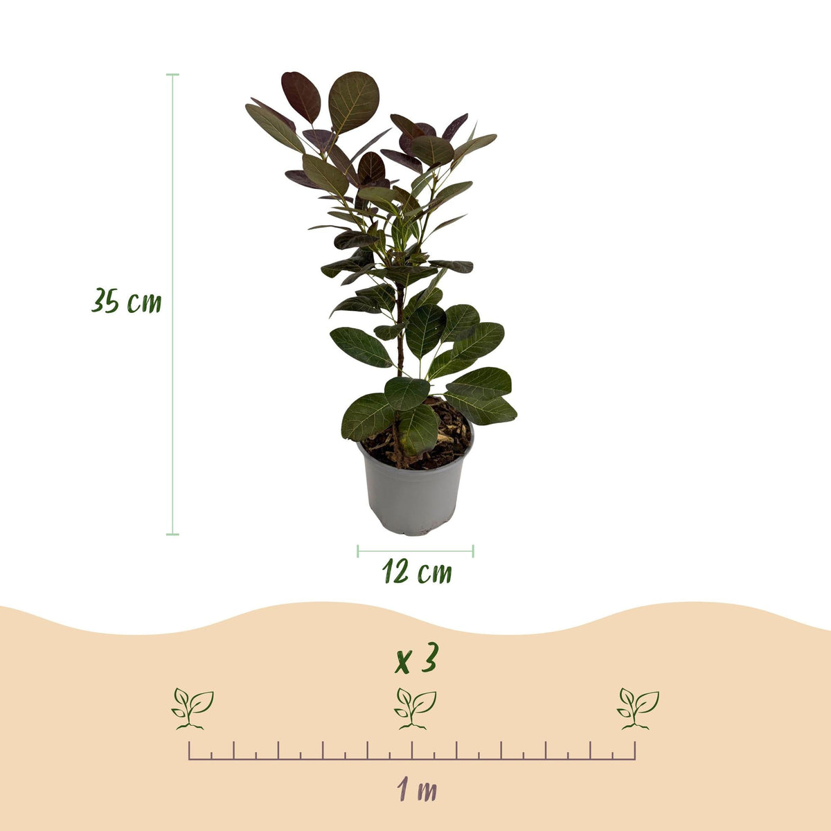 Cotinus coggyria ‘Tricolour’ – laubabwerfend & pflegeleicht – lila - grün - gelb – 12 cm Topf, ca. 35 cm hoch - Green Guardia - Ihr Experte für Schädlinge und Pflanzen
