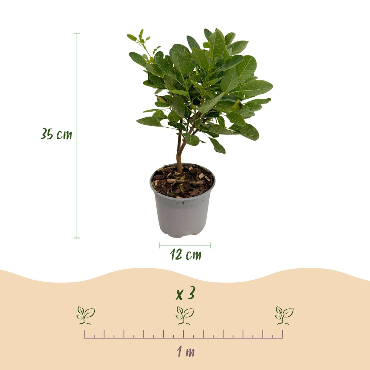 Cotinus coggyria ‘Young Lady’ – laubabwerfend & pflegeleicht – grün – 12 cm Topf, ca. 35 cm hoch - Green Guardia - Ihr Experte für Schädlinge und Pflanzen