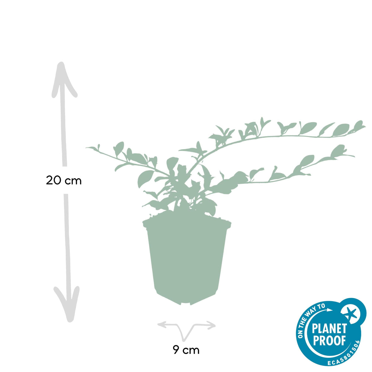 Cotoneaster dammeri – niedrig wachsend, 9 cm Topf, 10–25 cm Höhe - Green Guardia - Ihr Experte für Schädlinge und Pflanzen