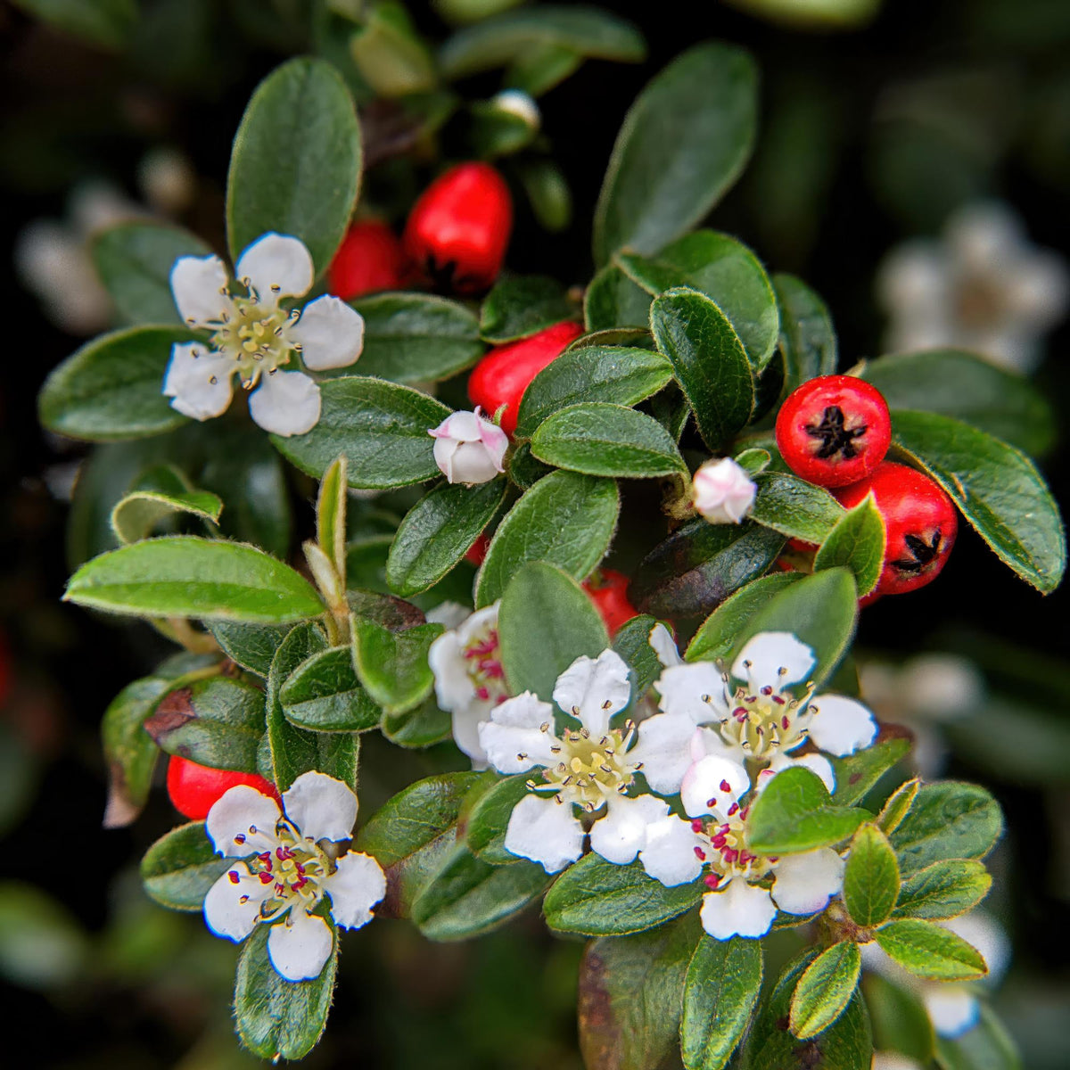 Cotoneaster dammeri – niedrig wachsend, 9 cm Topf, 10–25 cm Höhe - Green Guardia - Ihr Experte für Schädlinge und Pflanzen