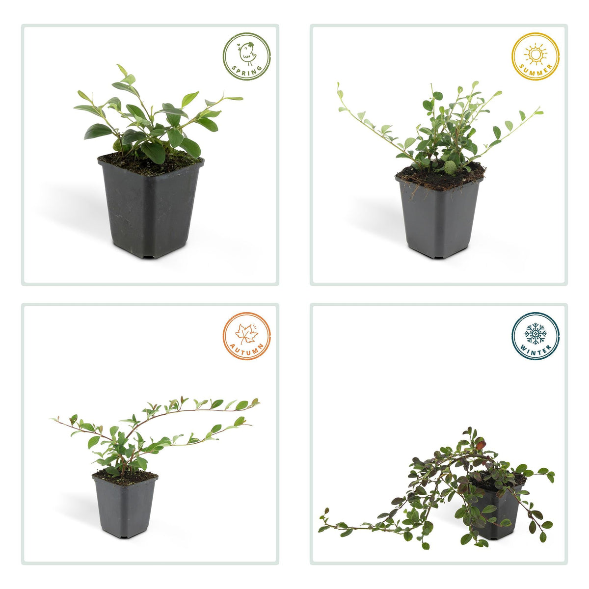 Cotoneaster dammeri – niedrig wachsend, 9 cm Topf, 10–25 cm Höhe - Green Guardia - Ihr Experte für Schädlinge und Pflanzen