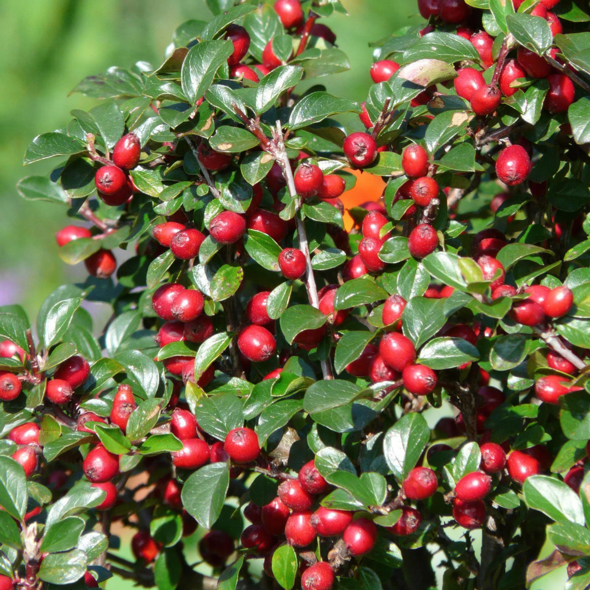 Cotoneaster dammeri – niedrig wachsend, 9 cm Topf, 10–25 cm Höhe - Green Guardia - Ihr Experte für Schädlinge und Pflanzen