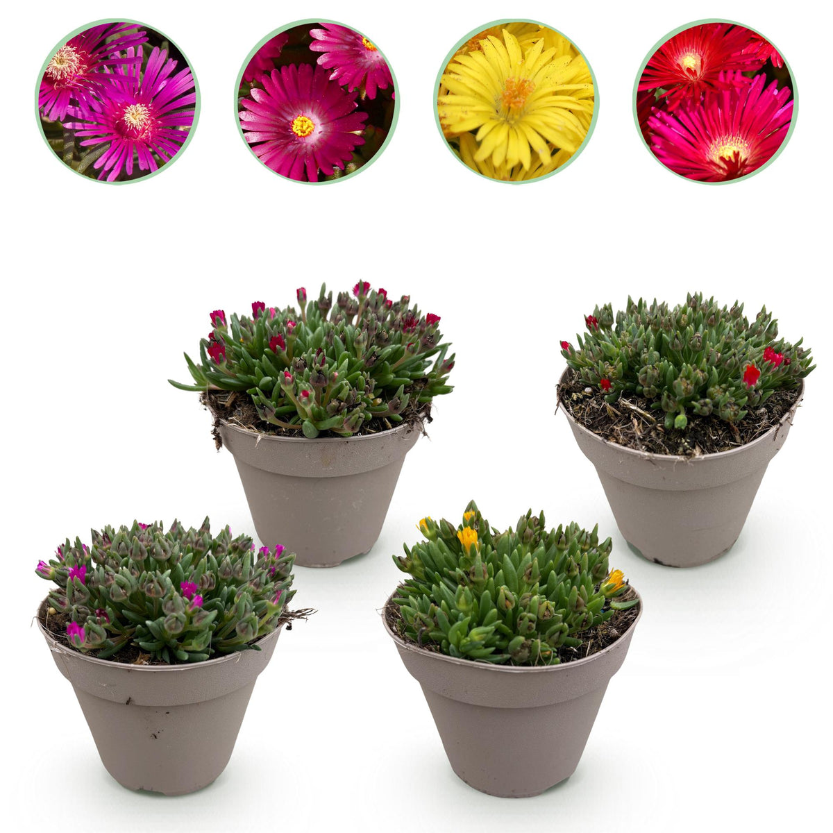 Delosperma – Bodendecker – winterhart & pflegeleicht – rot - gelb - lila - rosa – 4 Pflanzen – 14 cm Topf, ca. 17 cm hoch - Green Guardia - Ihr Experte für Schädlinge und Pflanzen