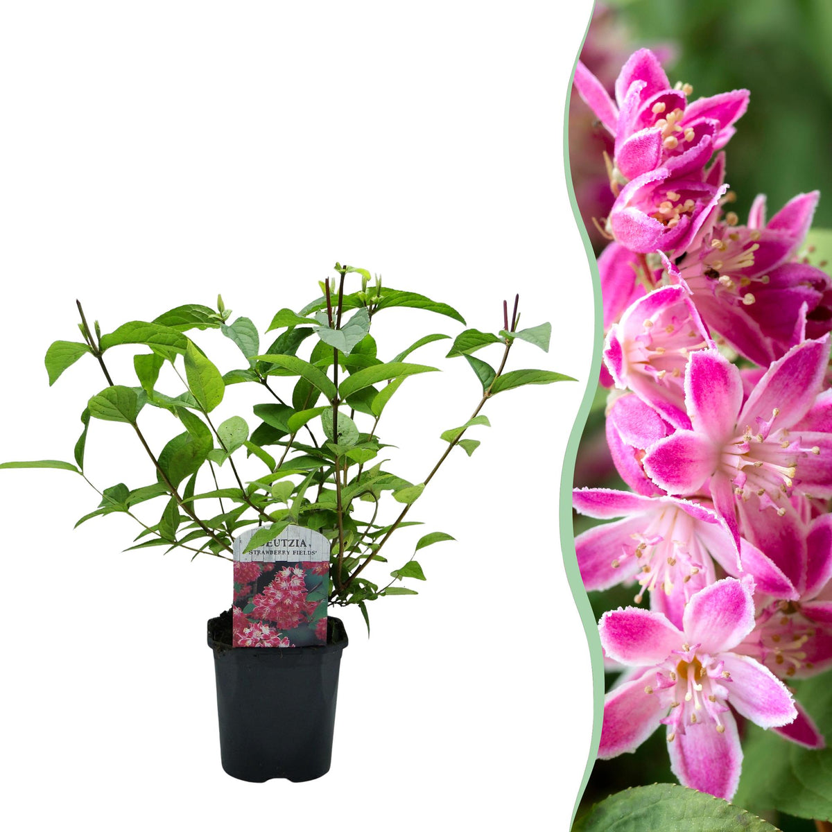 Deutzia ‘Strawberry Fields’ – Zierstrauch mit rosa Blüten, 17 cm Topf, 45 cm Höhe - Green Guardia - Ihr Experte für Schädlinge und Pflanzen