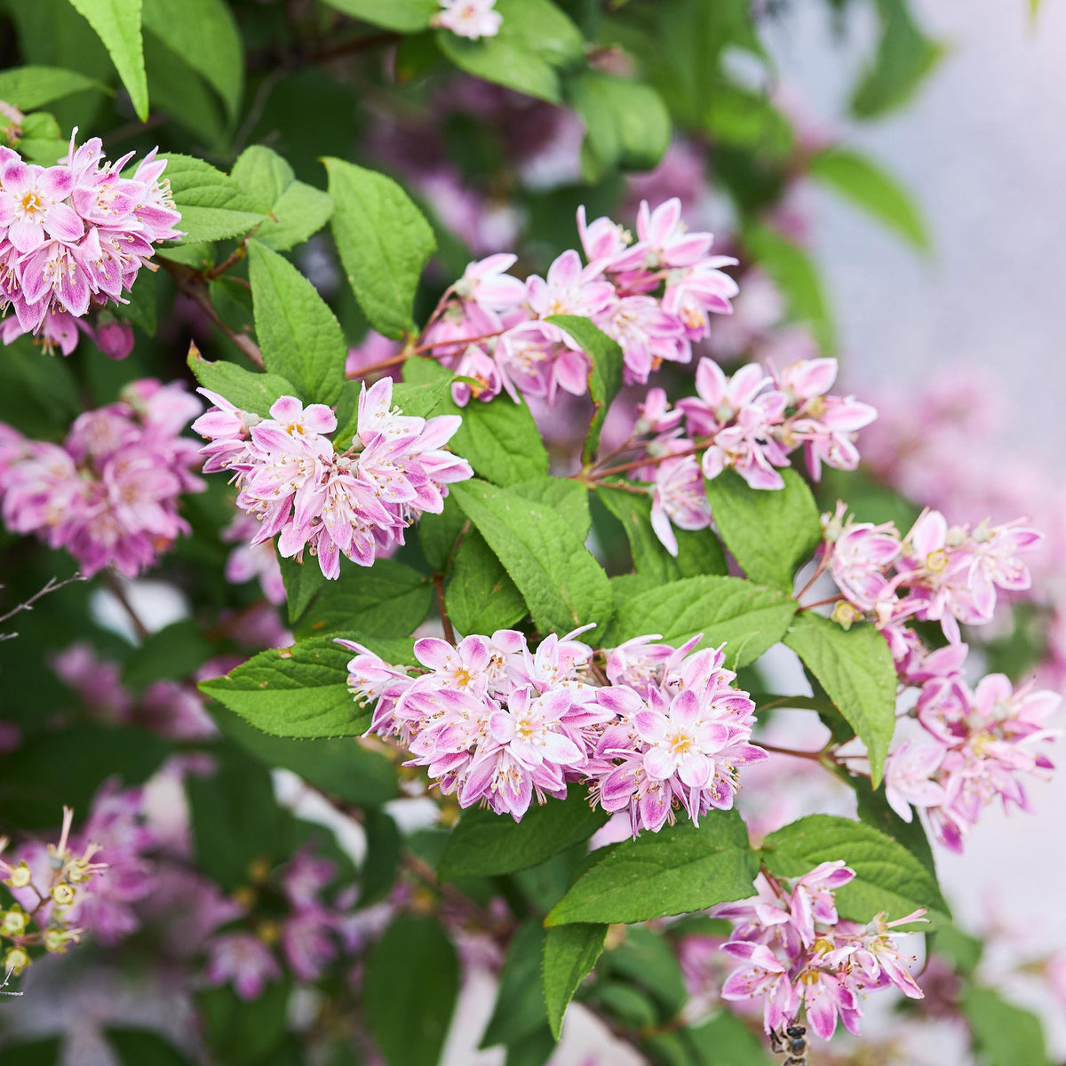 Deutzia ‘Strawberry Fields’ – Zierstrauch mit rosa Blüten, 17 cm Topf, 45 cm Höhe - Green Guardia - Ihr Experte für Schädlinge und Pflanzen