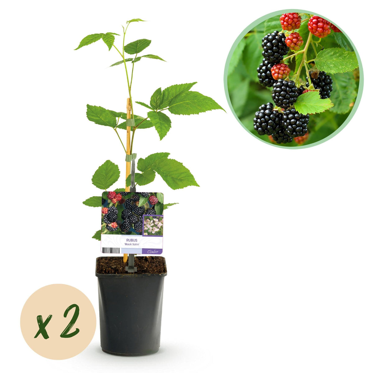 Dornenlose Brombeere „Black Satin“ – 2 Pflanzen im 11 cm Topf (ca. 40 cm) - Green Guardia - Ihr Experte für Schädlinge und Pflanzen