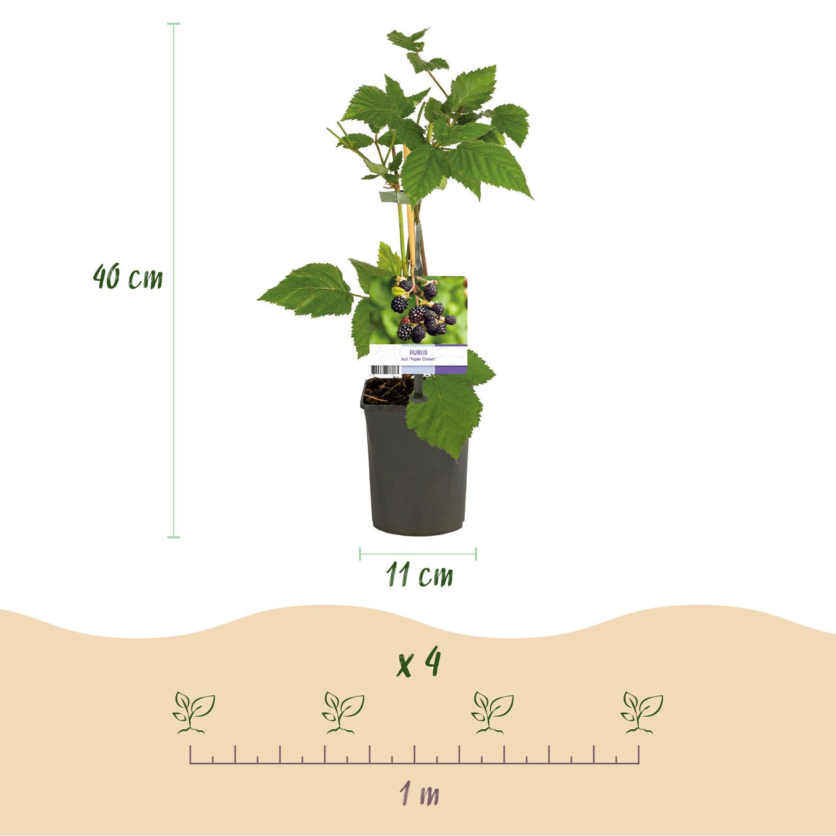 Dornenlose Brombeere „Triple Crown“ – 2 Pflanzen, 11 cm Topf, ca. 40 cm - Green Guardia - Ihr Experte für Schädlinge und Pflanzen