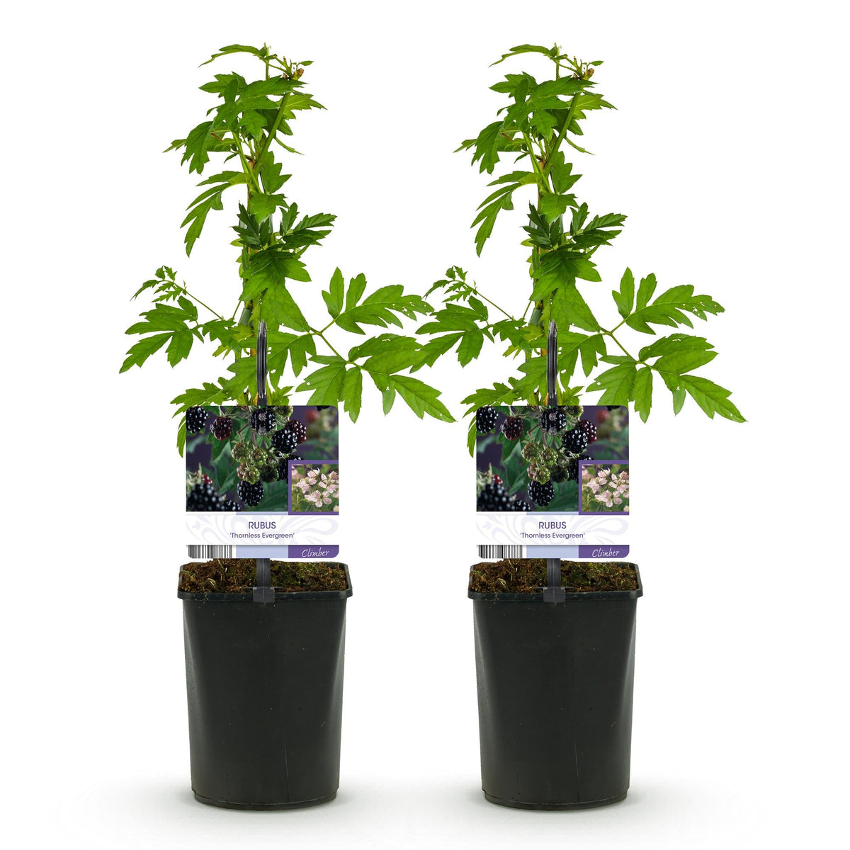 Dornlose Brombeere „Thornfree Evergreen“ – 2 kräftige Pflanzen im 11 cm Topf (ca. 40 cm) - Green Guardia - Ihr Experte für Schädlinge und Pflanzen
