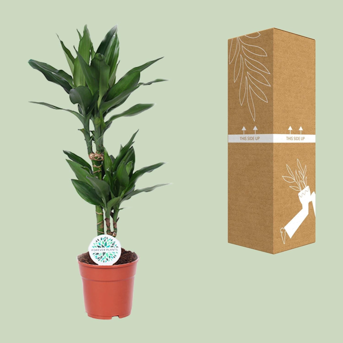 Dracaena Janet Lind – Drachenbaum - 70 - 130 cm - Green Guardia - Ihr Experte für Schädlinge und Pflanzen