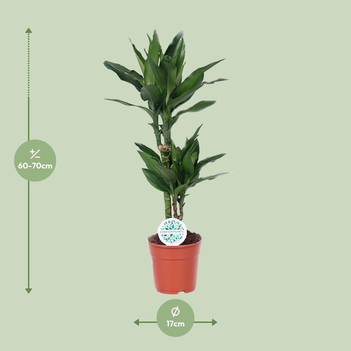 Dracaena Janet Lind – Drachenbaum - 70 - 130 cm - Green Guardia - Ihr Experte für Schädlinge und Pflanzen