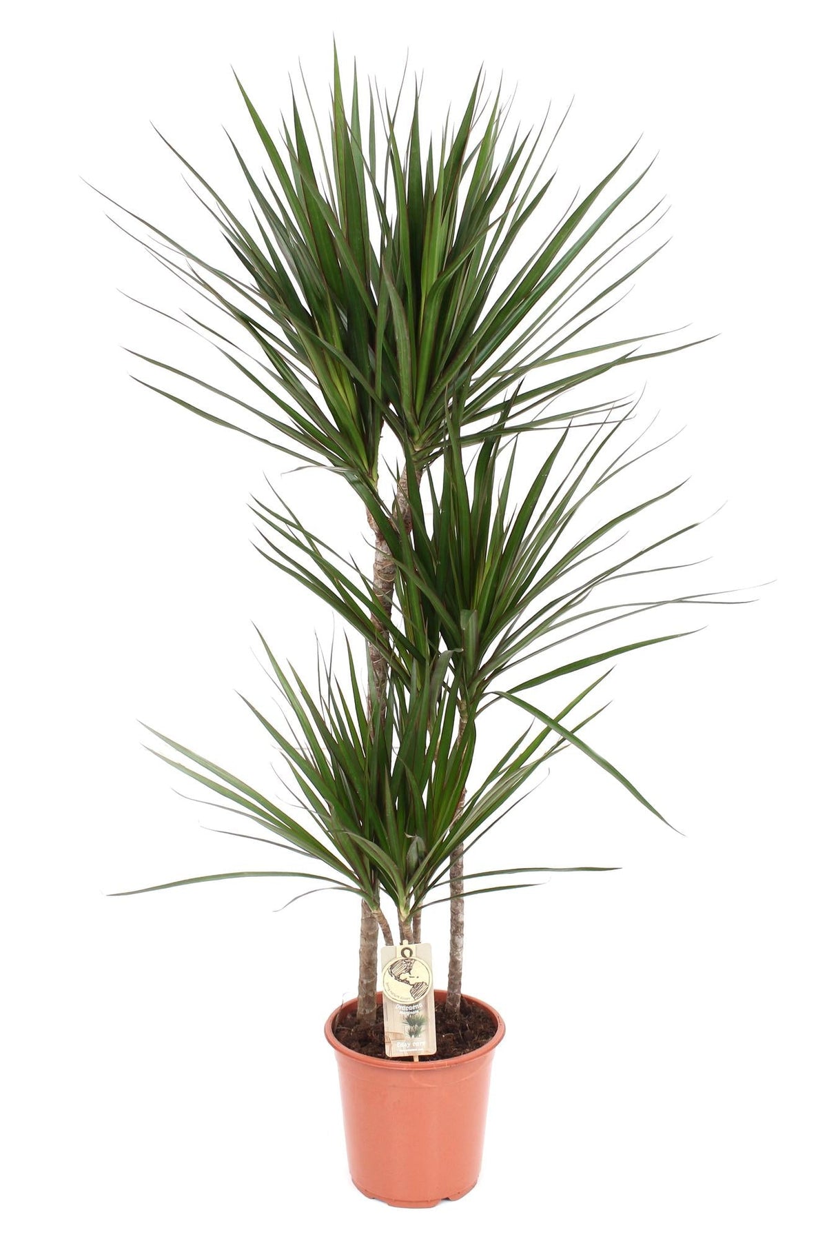 Drachenbaum (Dracaena marginata) – 55–130 cm - Green Guardia - Ihr Experte für Schädlinge und Pflanzen