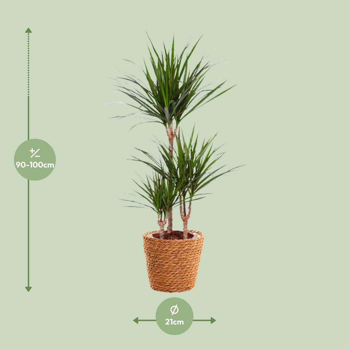 Drachenbaum (Dracaena marginata) – 55–130 cm - Green Guardia - Ihr Experte für Schädlinge und Pflanzen