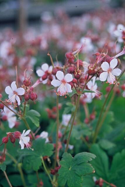Duftender Storchschnabel ‘Spessart’ (Geranium macrorrhizum) – 9 cm Topf, 10–25 cm - Green Guardia - Ihr Experte für Schädlinge und Pflanzen