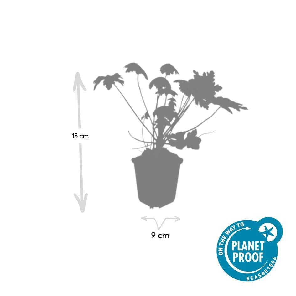 Duftender Storchschnabel ‘Spessart’ (Geranium macrorrhizum) – 9 cm Topf, 10–25 cm - Green Guardia - Ihr Experte für Schädlinge und Pflanzen
