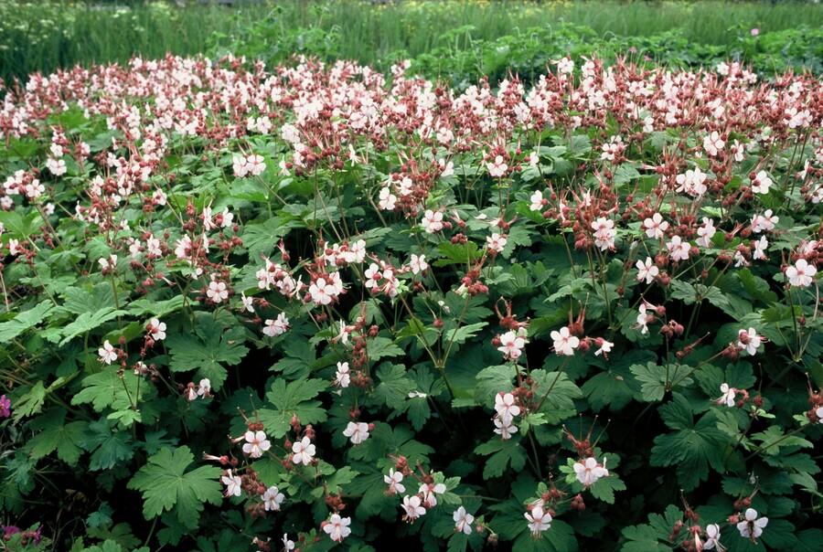 Duftender Storchschnabel ‘Spessart’ (Geranium macrorrhizum) – 9 cm Topf, 10–25 cm - Green Guardia - Ihr Experte für Schädlinge und Pflanzen