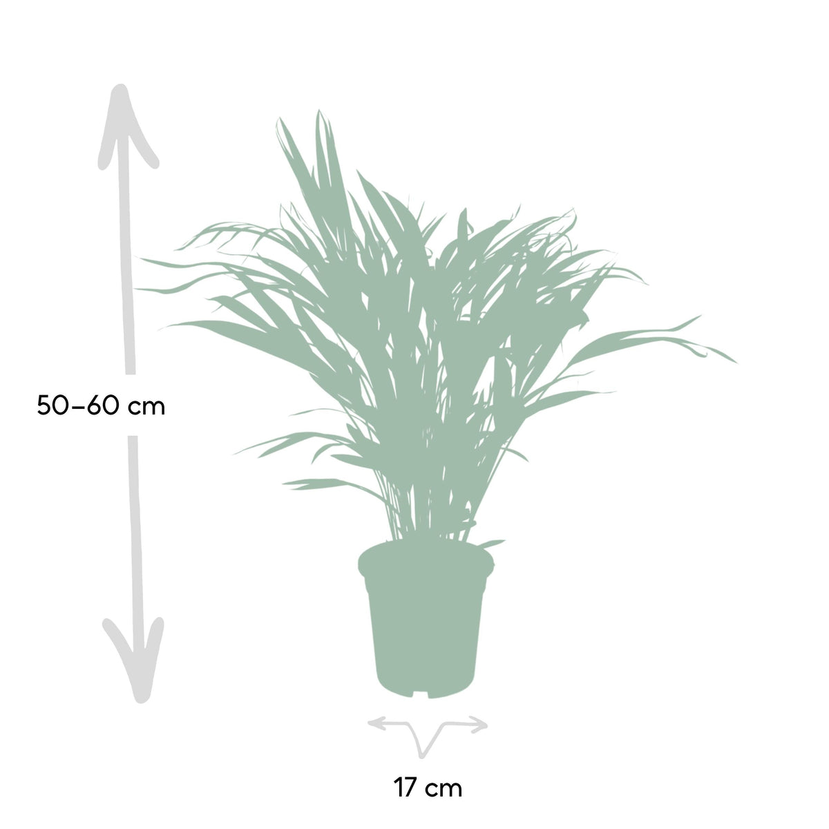 Dypsis Lutescens – Areca Palme - 40 - 125 cm - Green Guardia - Ihr Experte für Schädlinge und Pflanzen