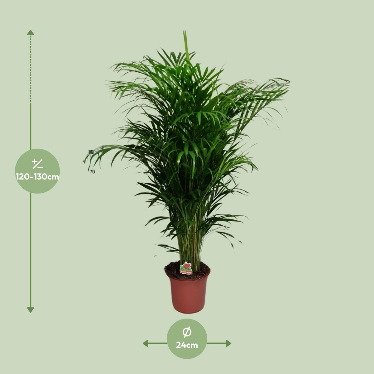 Dypsis Lutescens – Areca Palme - 40 - 125 cm - Green Guardia - Ihr Experte für Schädlinge und Pflanzen