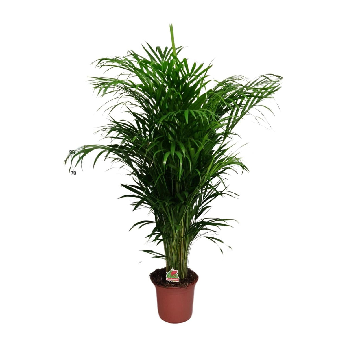 Dypsis Lutescens – Areca Palme - 40 - 125 cm - Green Guardia - Ihr Experte für Schädlinge und Pflanzen