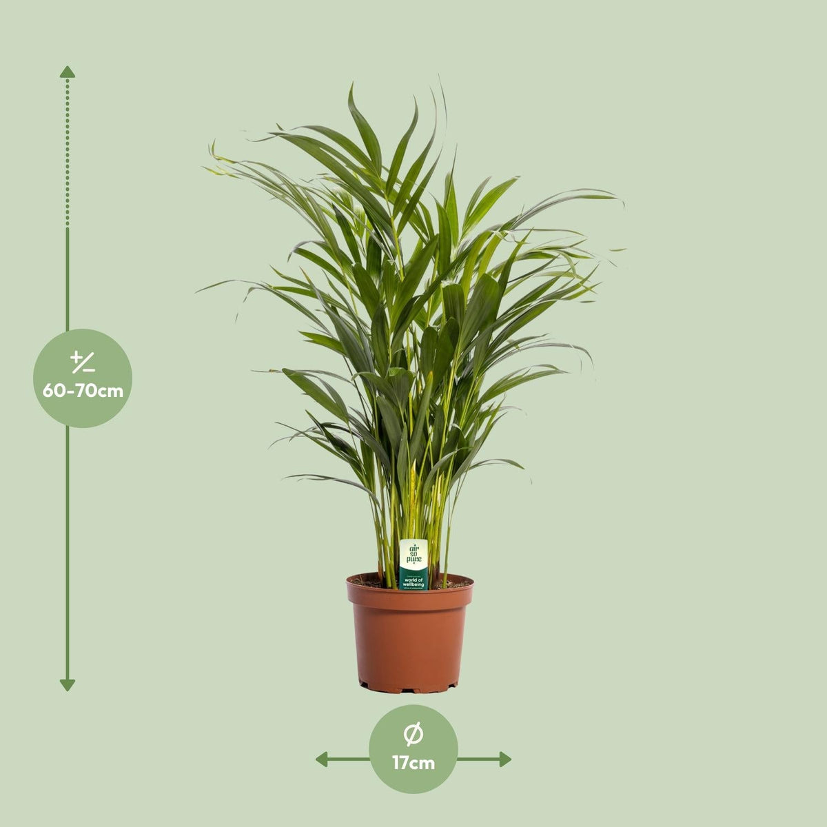 Dypsis Lutescens – Areca Palme - 40 - 125 cm - Green Guardia - Ihr Experte für Schädlinge und Pflanzen