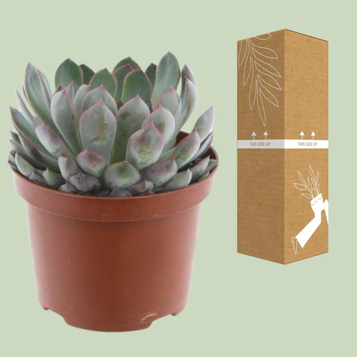 Echeveria Pelisuda – Rosetten - Sukkulente - 17 cm Topf, 30 cm hoch - Green Guardia - Ihr Experte für Schädlinge und Pflanzen