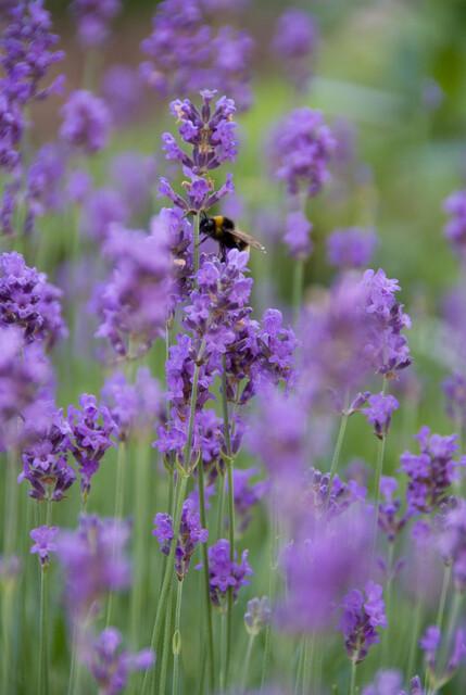 Echter Lavendel ‘Munstead’ (Lavandula angustifolia) – 10–25 cm, Ø9 cm - Green Guardia - Ihr Experte für Schädlinge und Pflanzen