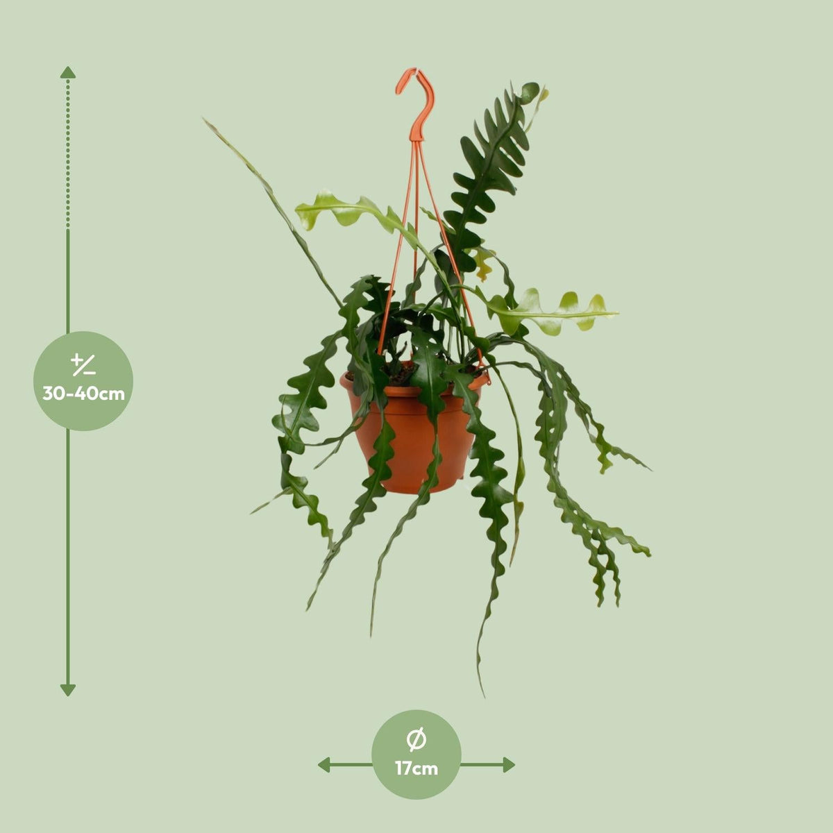 Epiphyllum Anguliger – Zickzackkaktus - 14 - 17 cm Topf, 35cm hoch - Green Guardia - Ihr Experte für Schädlinge und Pflanzen