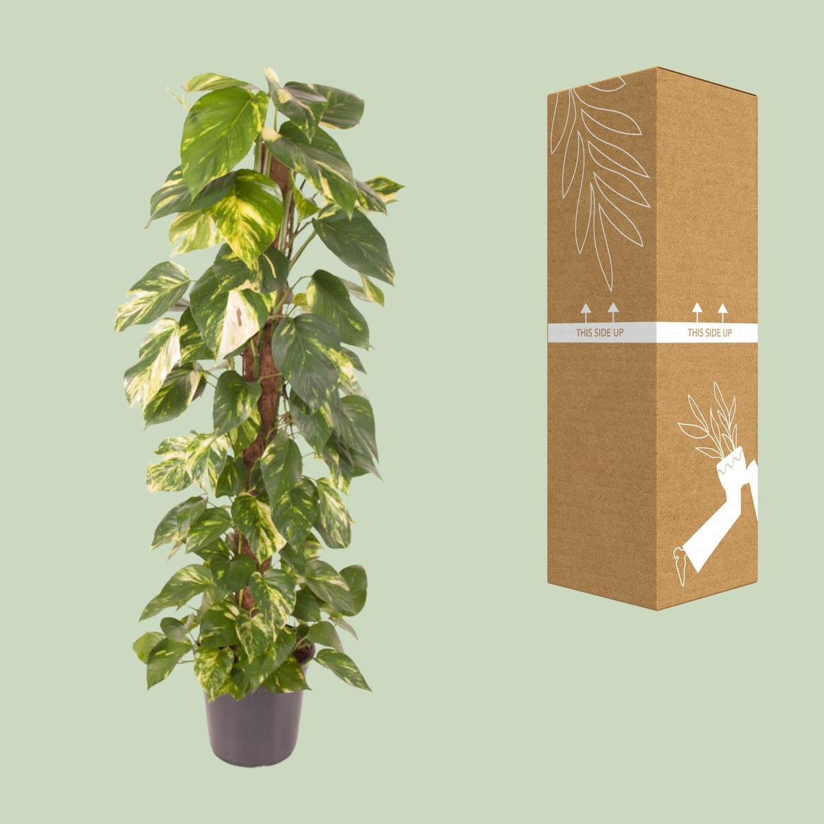 Epipremnum pinnatum – Efeutute – 24 cm Topf, 120 cm hoch - Green Guardia - Ihr Experte für Schädlinge und Pflanzen