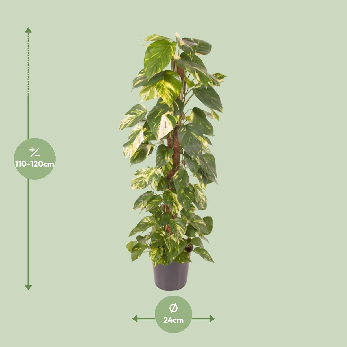 Epipremnum pinnatum – Efeutute – 24 cm Topf, 120 cm hoch - Green Guardia - Ihr Experte für Schädlinge und Pflanzen