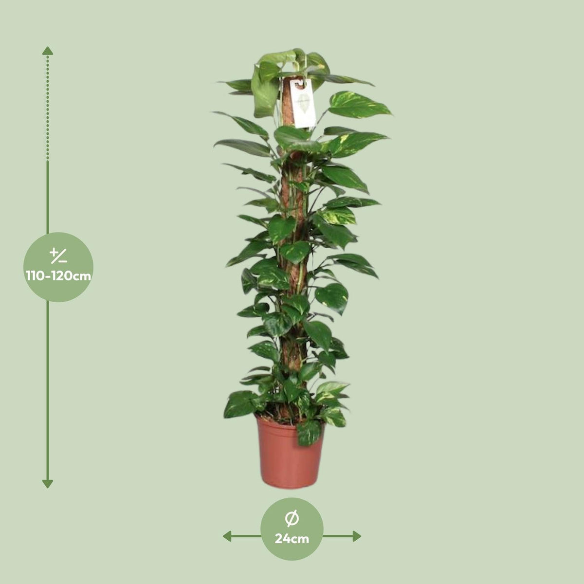Epipremnum Pinnatum – Efeutute am Moosstab - 60 - 120 cm - Green Guardia - Ihr Experte für Schädlinge und Pflanzen