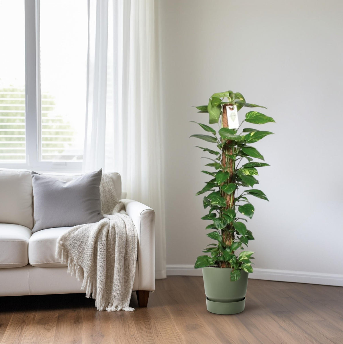 Epipremnum Pinnatum – Efeutute am Moosstab - 60 - 120 cm - Green Guardia - Ihr Experte für Schädlinge und Pflanzen