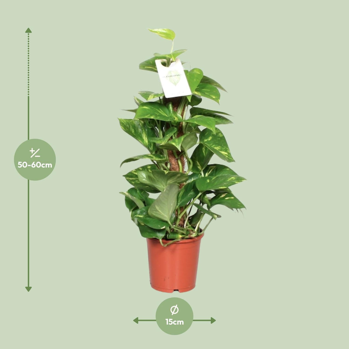 Epipremnum Pinnatum – Efeutute am Moosstab - 60 - 120 cm - Green Guardia - Ihr Experte für Schädlinge und Pflanzen