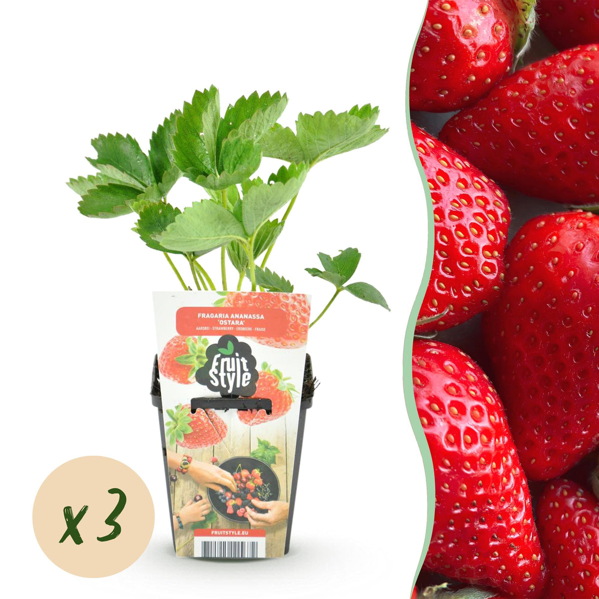 Erdbeere – Fragaria ‘Elsanta’ – winterhart – rote Erdbeeren – 3 - 6 Pflanzen – 9 cm Topf - Green Guardia - Ihr Experte für Schädlinge und Pflanzen