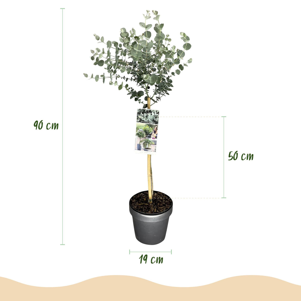 Eucalyptus gunnii ‚Azure‘ – immergrün & winterhart – graues Blatt – 19 cm Topf, ca. 90 cm hoch - Green Guardia - Ihr Experte für Schädlinge und Pflanzen