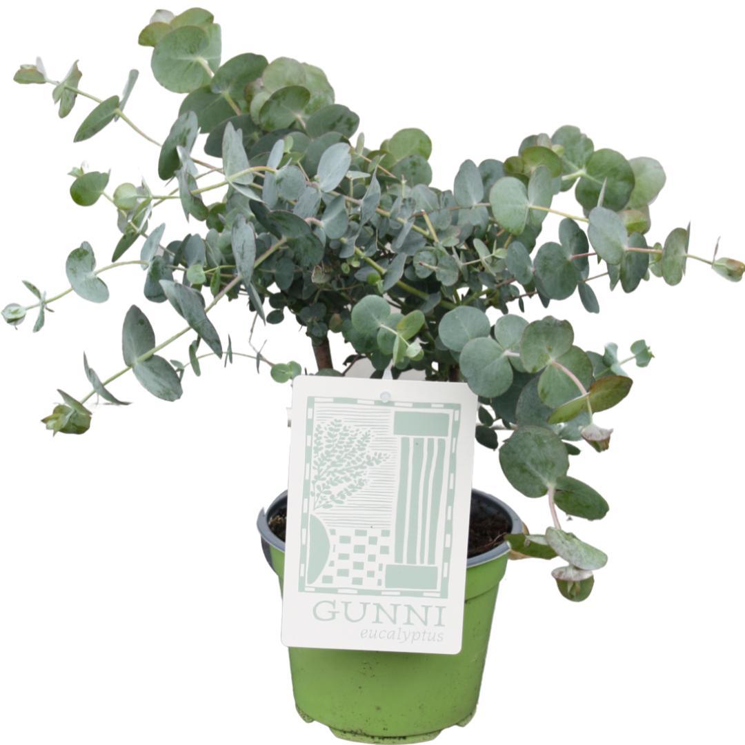 Eukalyptus Gunnii – beliebte Duftpflanze – 35–60 cm - Green Guardia - Ihr Experte für Schädlinge und Pflanzen