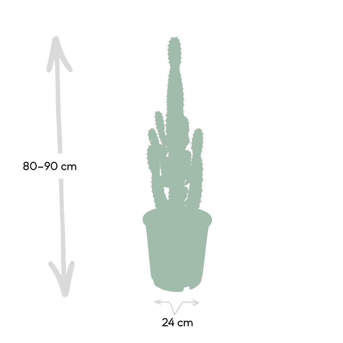 Euphorbia Acrurensis – Wüstenkerze - 50 - 60 cm - Green Guardia - Ihr Experte für Schädlinge und Pflanzen