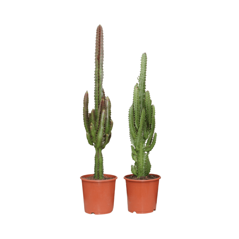 Euphorbia Grün & Rot – 2 Pflanzen – 17 cm Topf, 75 cm hoch - Green Guardia - Ihr Experte für Schädlinge und Pflanzen
